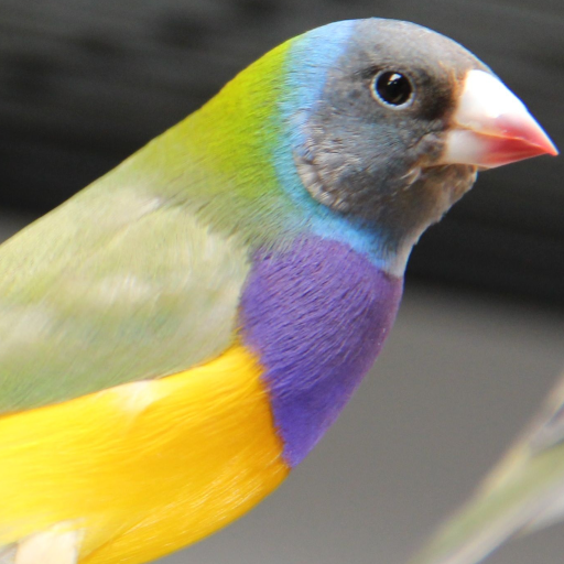 Birdwatching Brazil  Icon