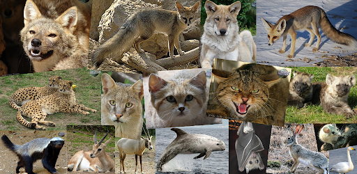 Животные Эмиратов