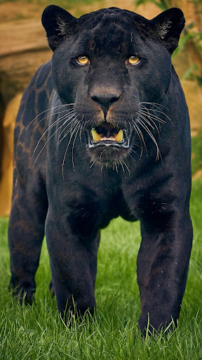 Panther Wallpapers Screen 2