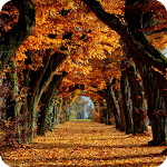 Cover Image of Herunterladen Autumn Wallpaper HD 2.0 APK