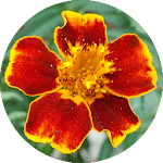 Cover Image of Baixar Flower Puzzle  APK