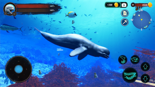 The Beluga Whale Screen 2