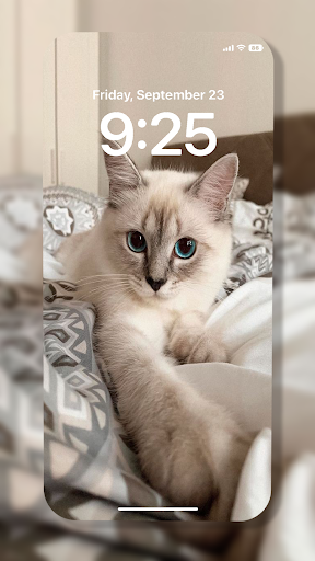 Cat Wallpaper Screen 3