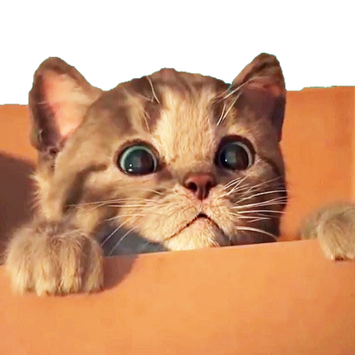 Save the cat: Pet cat rescue Download on Windows