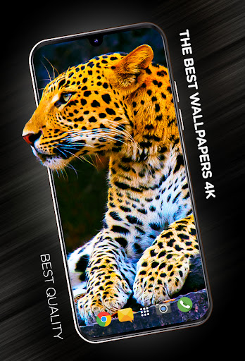 Wallpapers with Animals in 4K