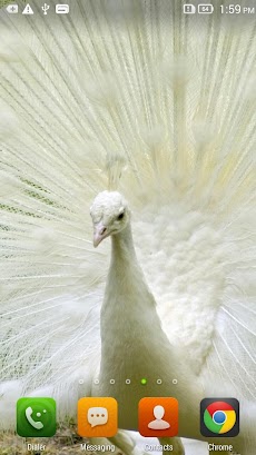 Queen Peacock Live Wallpaperのおすすめ画像1