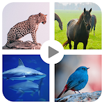 Cover Image of Download Animal sound for kids Learning  APK
