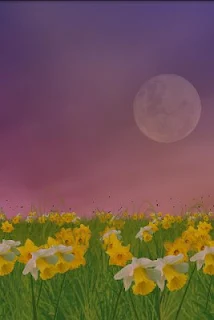 Daffodils Live Wallpaper
