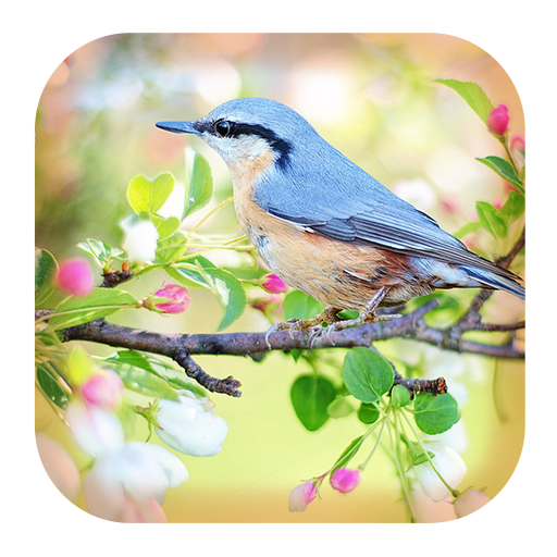 Nature Sounds - AppWisp.com