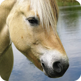 horse wallpaper free icon