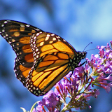 Butterfly Directory icon