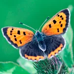 Cover Image of 下载 Butterfly Wallpapers  APK