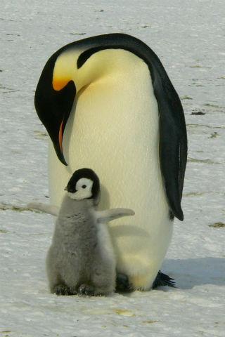 Android application Animal Wallpapers screenshort