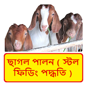ছাগল পালন (স্টল ফিডিং পদ্ধতি) ~ Goat Farming