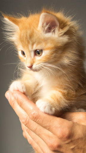 Android application small cat wallpaper screenshort