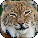 Lynx wallpapers icon