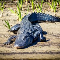 Звуки Alligator