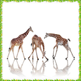 New Giraffe Onet Connect Games icon