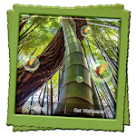 Bamboo Forest Live Wallpaper Apk