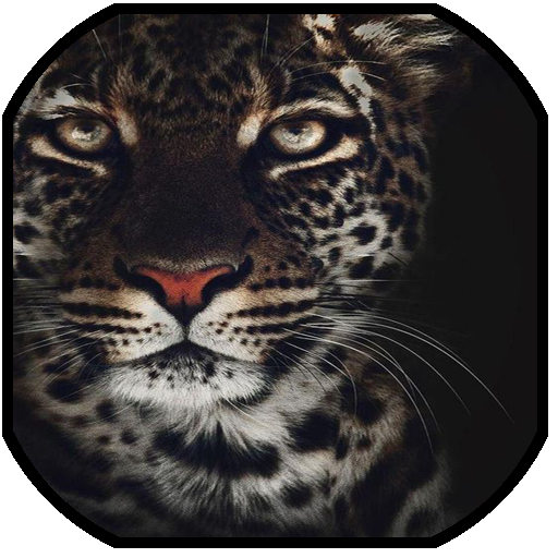 Animales HD Fondo de Pantalla logo