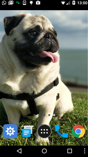 pug dog wallpaper Screen 2