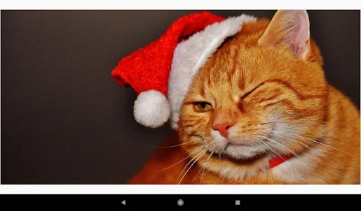 크리스마스 고양이 월페이퍼