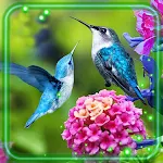 Cover Image of Download Hummingbirds Love  APK
