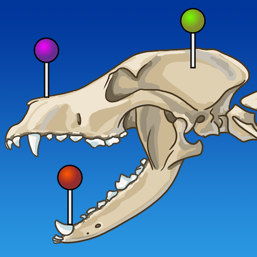 vet-Anatomy 3.1.2 Icon