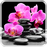 Orchids HD Live Wallpaper icon
