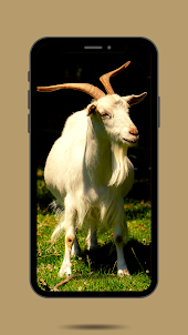 Goat Ringtone
