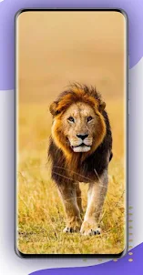Lion Video Wallpaper RDT