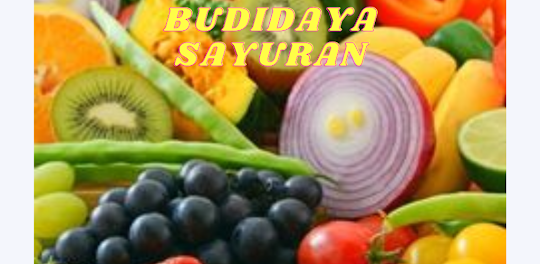 Budidaya Sayuran