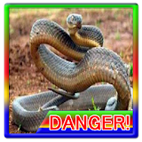 Dangerous Animals in the World icon