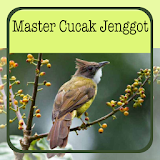 Master Cucak Jenggot icon