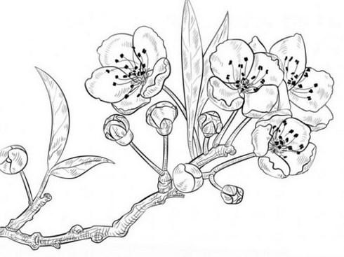 Pencil Sketch Drawing