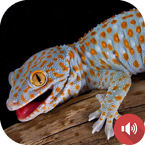 Gecko Sounds logo