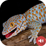 Cover Image of ดาวน์โหลด Gecko Sounds  APK