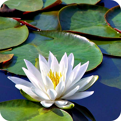 Water Garden Live Wallpaper logo