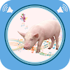 Download Pig Sounds on Windows PC for Free [Latest Version]