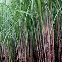 Sugarcane - IPM