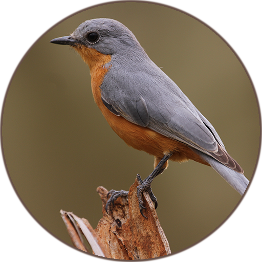 Bird Sounds and Ringtones Download on Windows