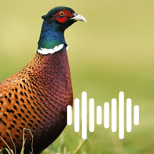 Pheasant Hunting Calls logo
