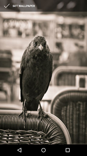 Crow Wallpapers Screen 2