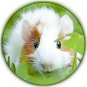 Guinea Pig New Wallpapers HD