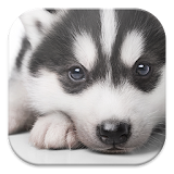 Husky Puppy Live Wallpapers icon
