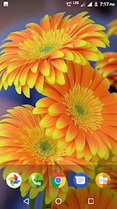 Beautiful Flowers HD Wallpaper