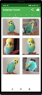 Budgerigar Camera for Parakeet スクリーンショット
