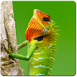 Cover Image of Télécharger Lizard HD Wallpapers  APK