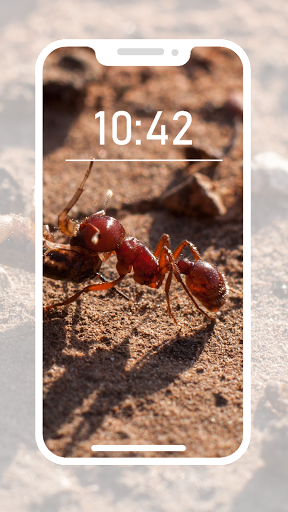 Ant Wallpapers