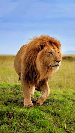 Lion Video Wallpaper